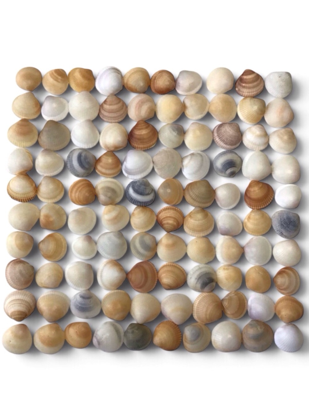 Seashells 100 Bittersweet Clam Shells 3/4” to 1” Natural Beach Decor Arts Crafts